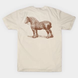 English Shire Horse Vintage Illustration T-Shirt